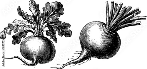 Radish root botanical study - vintage 19th century engraving for educational and design use