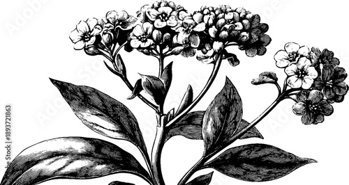 Vintage botanical engraving of 19th century rapeseed plant with flowers - design for print or poster