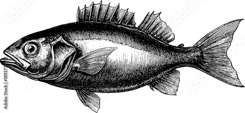 Detailed vintage engraving of ray fish dorsal view from 19th century botanical study