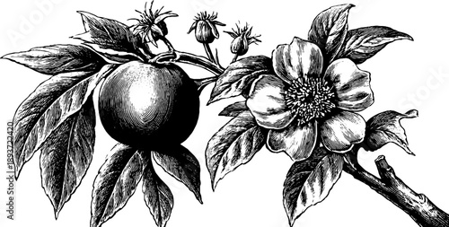 Vintage botanical engraving of flower and fruit on rectangular wooden door panel design for decoration