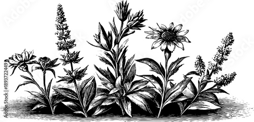 Vintage botanical illustration with rectangular wooden door detail for design and decor