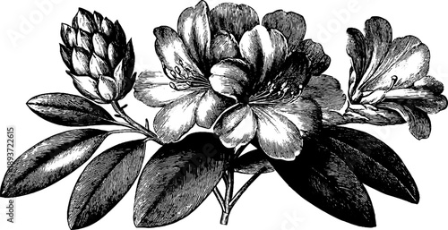 Vintage botanical engraving of rhododendron with toxic leaves and flowers