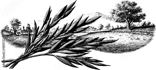 Vintage botanical engraving of rice grains with landscape scene for culinary design