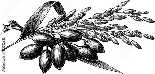 Vintage botanical illustration of rice grains engraving for culinary design