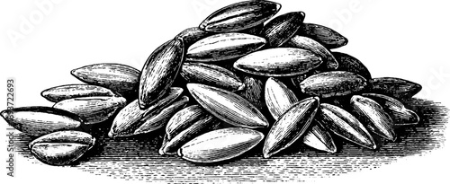 Vintage botanical engraving of rice grains for culinary design and decor