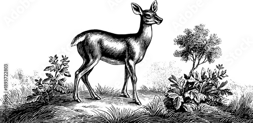 Vintage botanical engraving of roe deer in woodland setting from 19th century