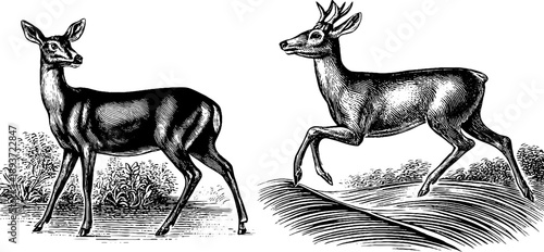 19th century botanical engraving of woodland roe deer with vintage aesthetic for artistic design