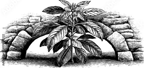 Vintage botanical engraving of rounded stone arch with foliage - 19th century design for posters and cards