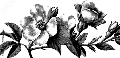 Vintage botanical engraving of roses with rounded stone arch detail for retro design