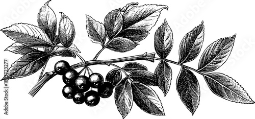 Rowan branch with berries and leaves vintage botanical engraving