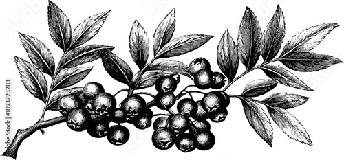 Vintage botanical sketch of rowan branch with berries and leaves