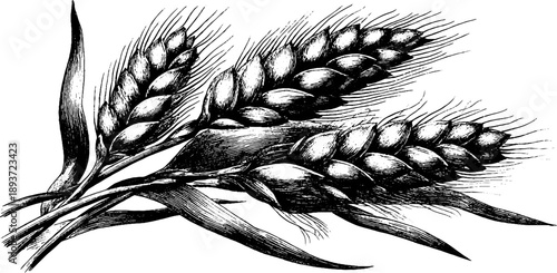 Rye ears botanical vintage sketch – 19th century agricultural crop design