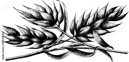 Vintage botanical engraving of rye ears from 19th century agriculture
