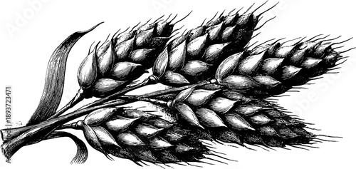 Rye ears botanical etching from 19th century for vintage agricultural design