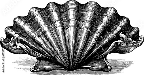 Vintage scallop shell illustration - botanical engraving for retro design and decor