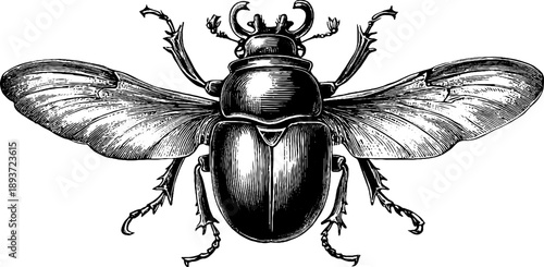 Vintage botanical scarab beetle specimen illustration for nature-themed designs