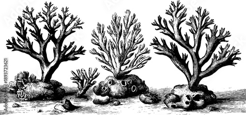 Detailed study of sargassum seaweed: 19th century botanical vintage engraving for educational use