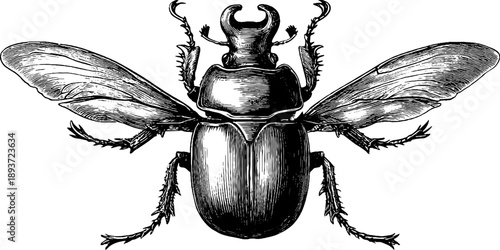 Intricate scarab beetle specimen vintage botanical engraving for design projects