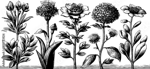 Vintage botanical bouquet reference illustration for scientific study and design