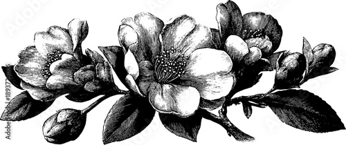 Vintage botanical engraving of blossoming flowers for scientific reference and design