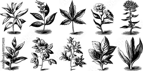 Vintage botanical engravings of diverse plant specimens for historical reference and design