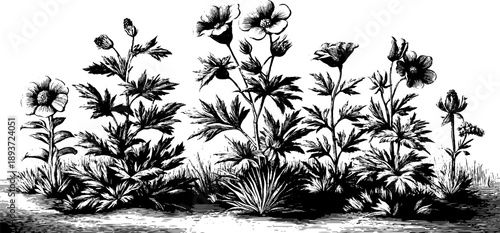 Vintage botanical engraving of wildflower reference plate for design and study