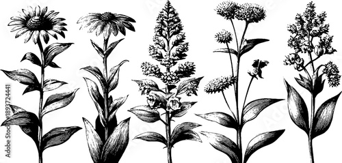 Vintage botanical engraving with decorative scroll banner ends for retro design