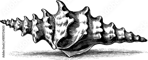 Vintage sea shell fossil specimen botanical engraving from 19th century for design and decoration