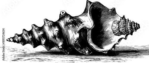 Vintage botanical engraving of sea shell fossil specimen from the 19th century