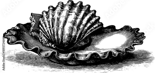 Vintage 19th century sea shell fossil botanical engraving for retro design