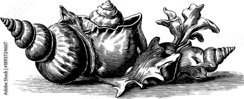 Vintage botanical engraving of spiral sea shell specimens from the 19th century