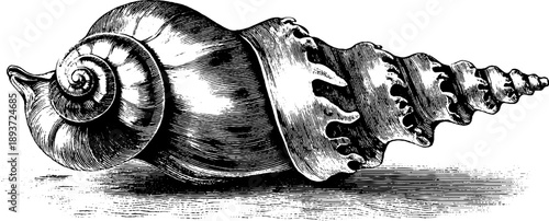 Vintage spiral sea shell botanical engraving from 19th century