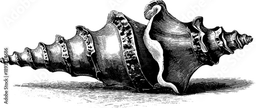 Vintage 19th century botanical sea shell spiral engraving for design and decoration