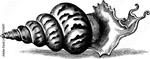 Vintage botanical sea shell spiral engraving illustration for retro design