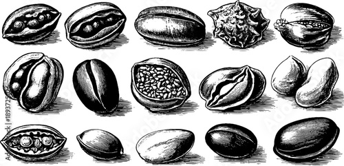 Intricate study of seed coat textures in 19th century botanical engraving