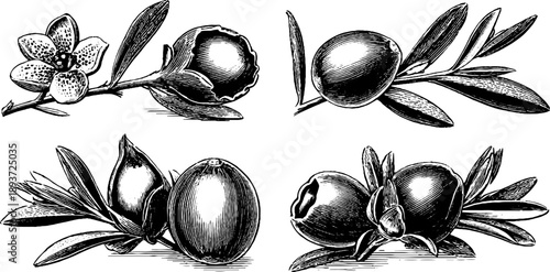 19th century vintage botanical seed coat texture study for design and art