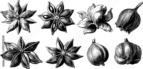 Vintage botanical engraving of seed coat texture study from 19th century