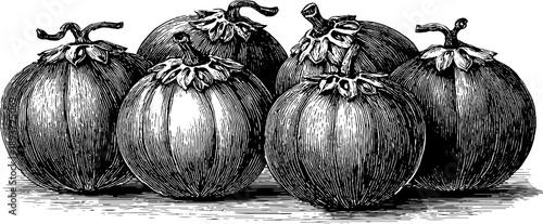 19th century vintage botanical study of seed coat texture with hand-drawn engraving for retro design