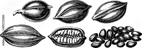 19th century botanical engraving of seed coat textures for vintage design and study