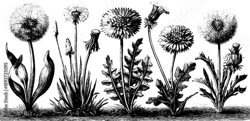 Vintage botanical engraving of seed dispersal mechanisms with dandelions and flowers