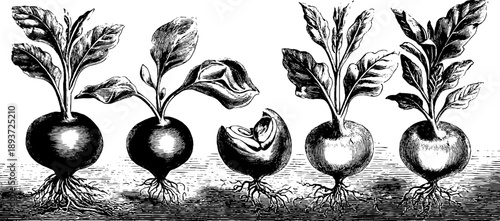 Stages of seed germination in crop plants - vintage botanical design for educational and decorative use