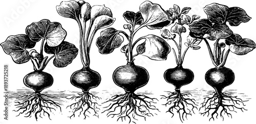 Vintage botanical illustration of seed germination stages in crop plants for educational design
