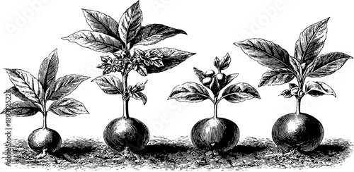 Vintage botanical engraving of seed germination stages for crop plants - design for educational use