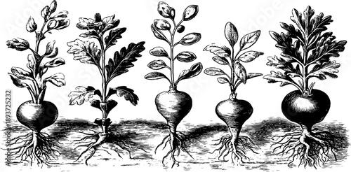 Seed germination stages of crop plant - vintage botanical engraving illustration for educational use