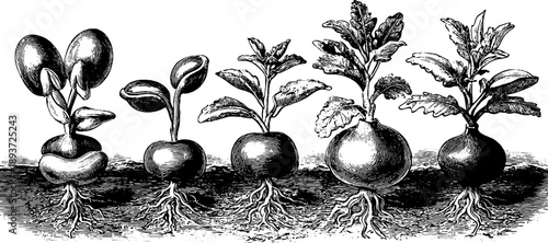 Vintage botanical illustration of seed germination stages in detailed engraving
