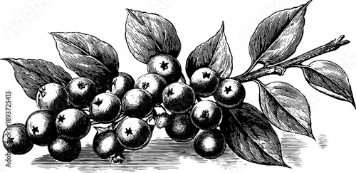 Vintage botanical engraving of seed storage with leaves and berries for botanical reference and design