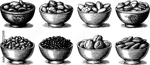 Vintage botanical seed storage engraving – antique botanical reference for design