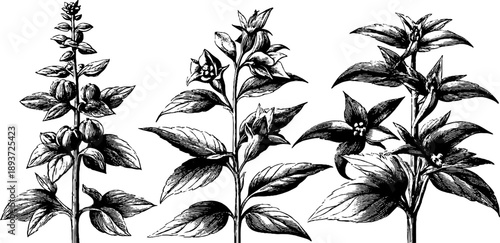 Vintage botanical study of sesame plant - agricultural illustration for design and education