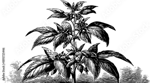 Vintage botanical engraving of sesame plant for agricultural study