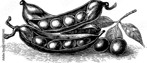 Vintage botanical engraving of sesame seed capsules for retro design projects